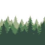 Photo illustration of forest of evergreen trees.