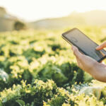 Farmer checking touchpad in Nappa cabbage Fram in summer