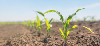 New shoots representing emergng managers